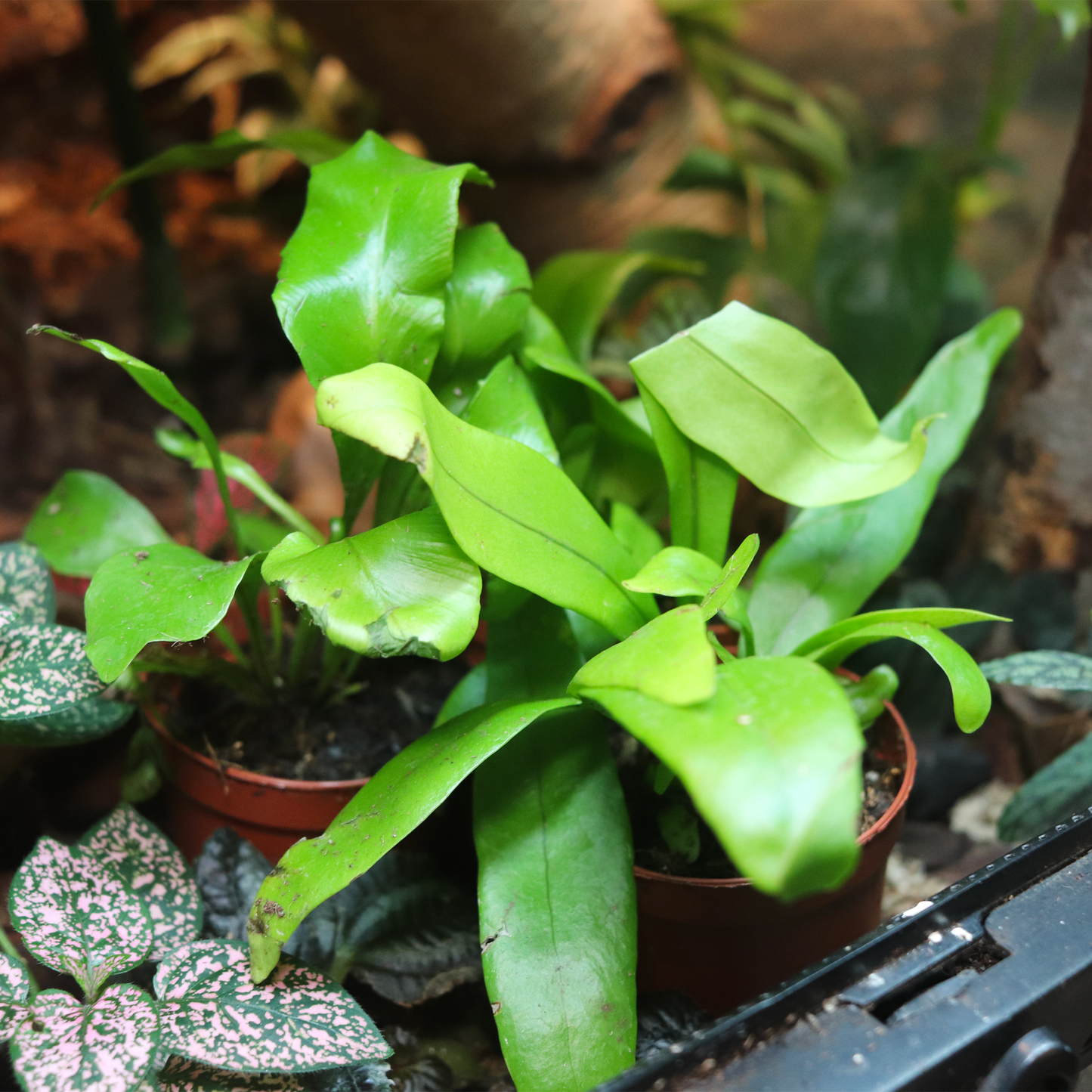 Birds Nest Fern