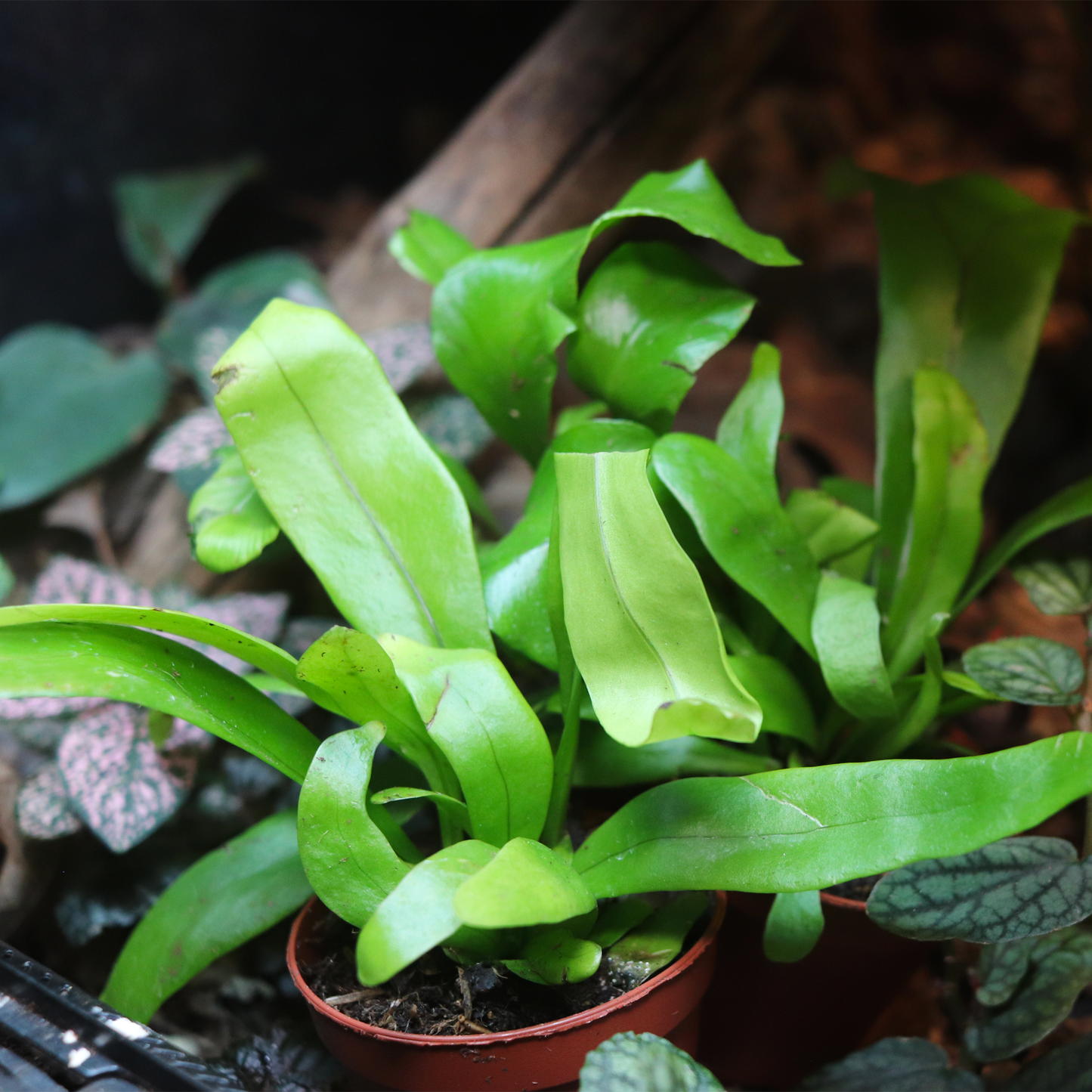 Birds Nest Fern