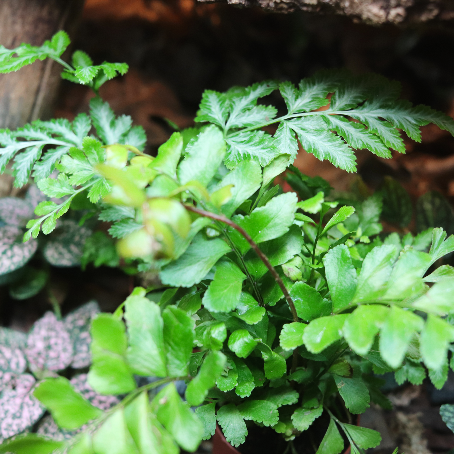 Austral Gem Fern