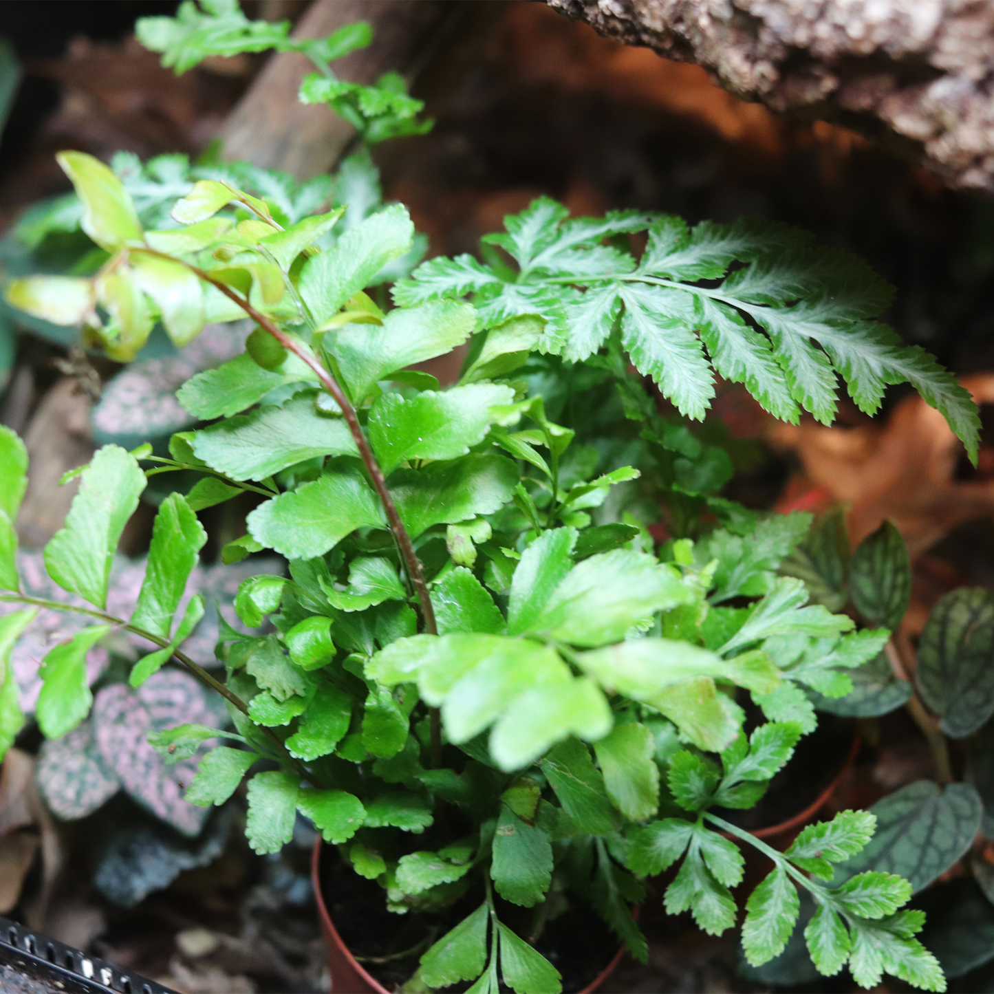 Austral Gem Fern