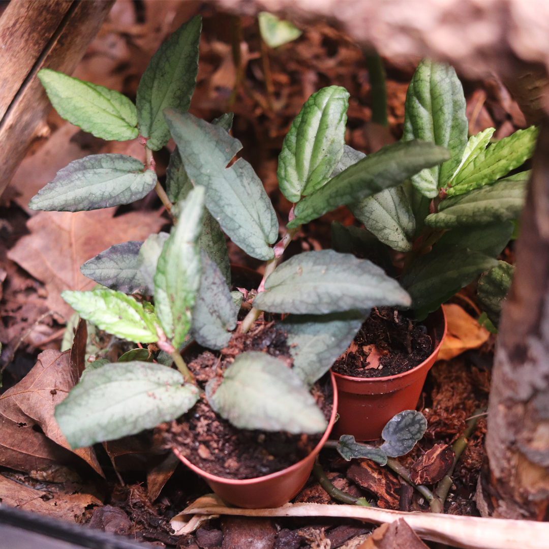 Episcia 'Silver Skies'