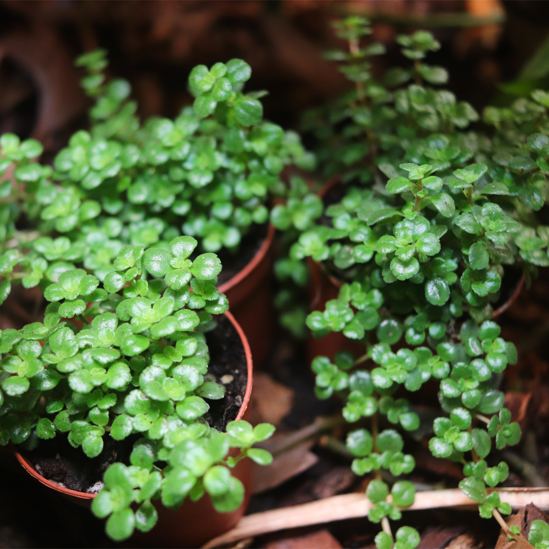Tiny Tear Plant (Soleirolia soleirolii)