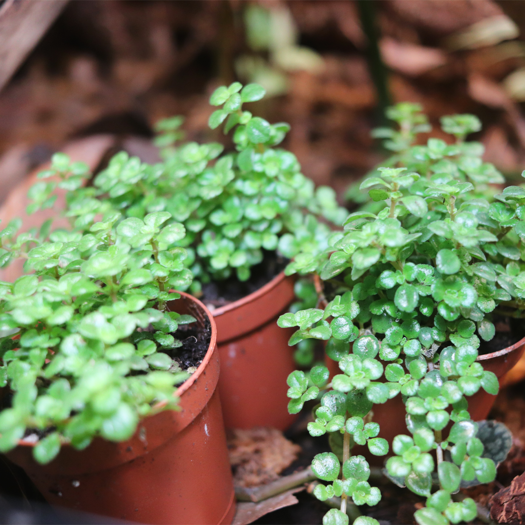 Tiny Tear Plant (Soleirolia soleirolii)