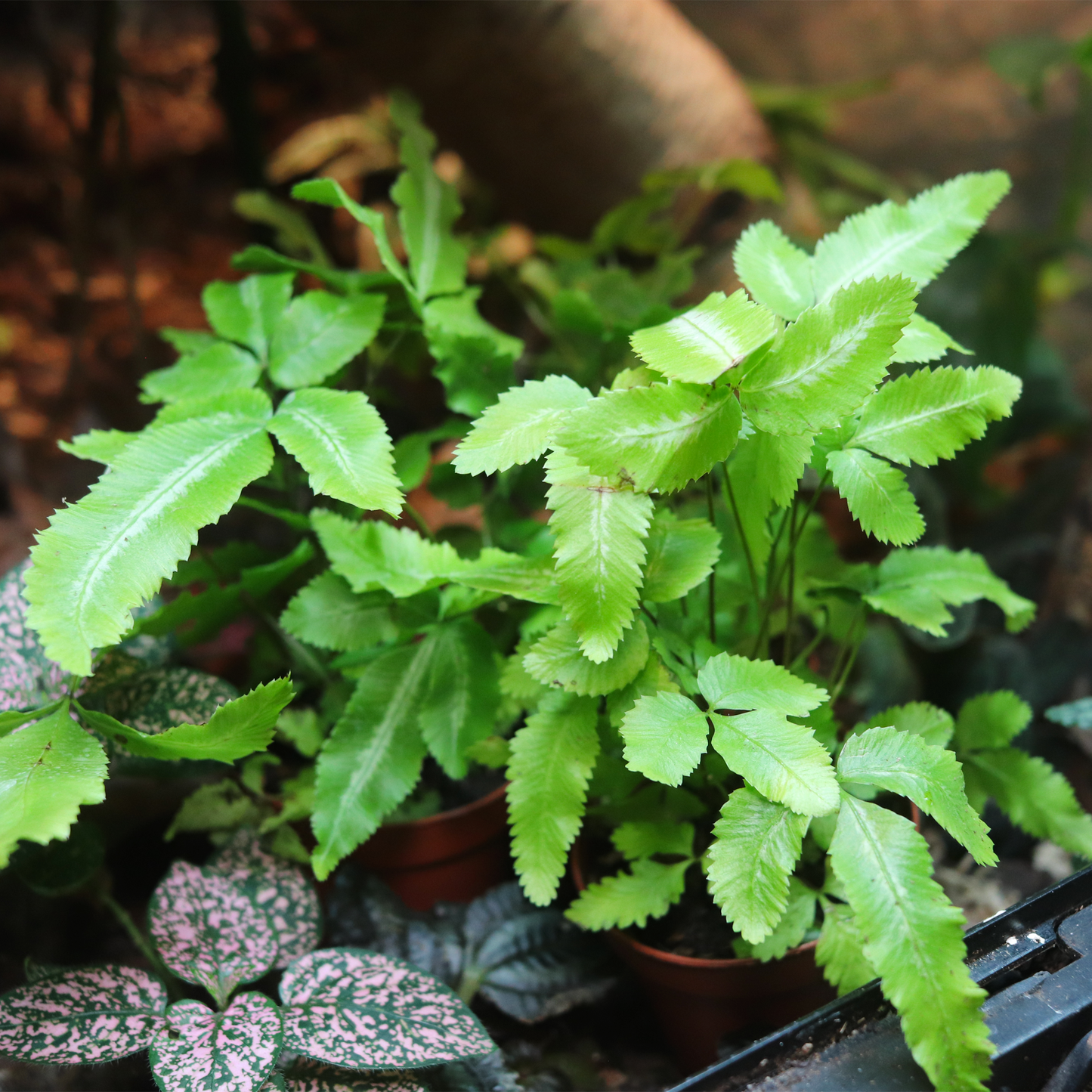 Ribbon Fern
