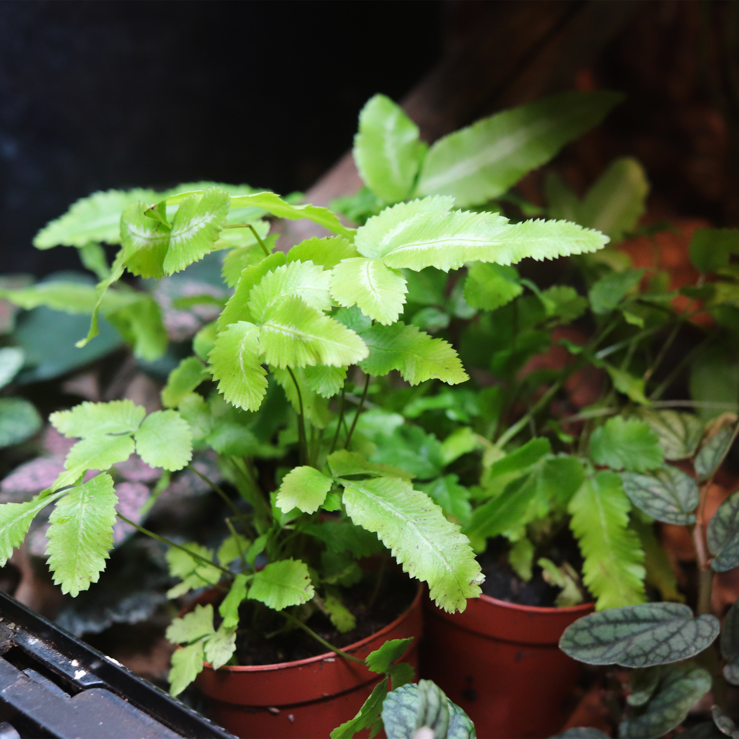 Ribbon Fern