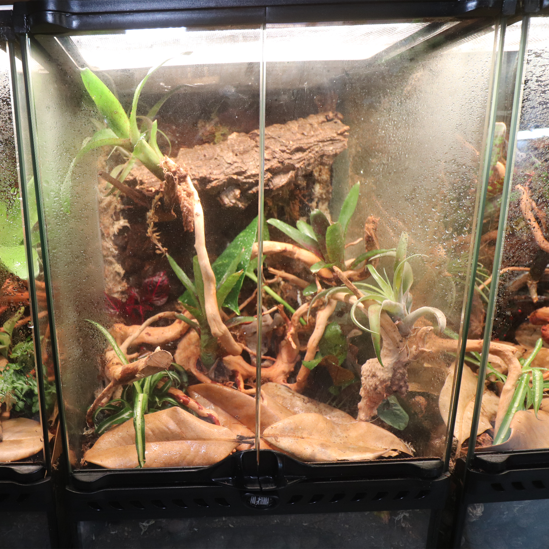 How To Create A Bioactive Vivarium