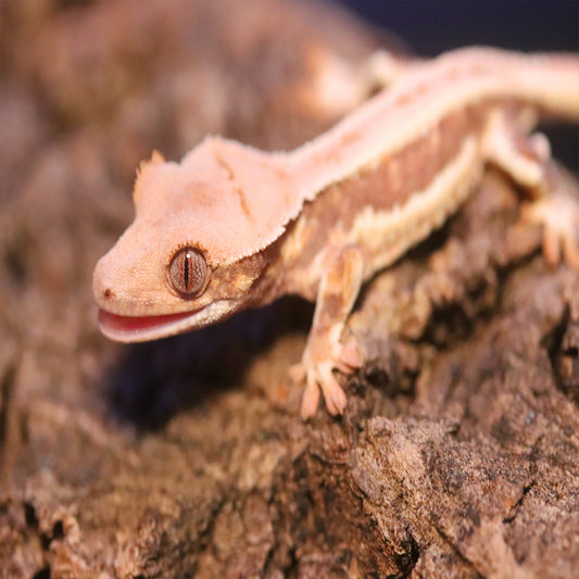 Crested Gecko Care Guide 2024