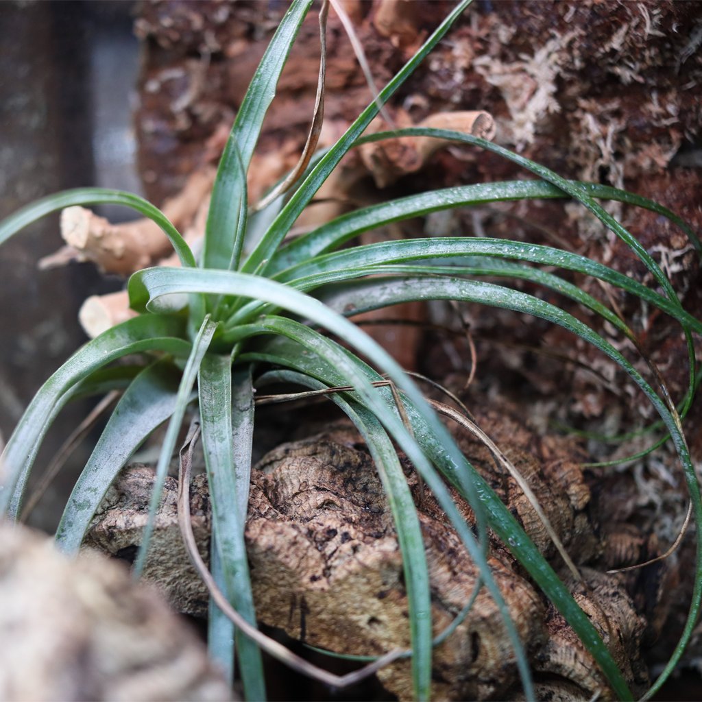 Air Plants