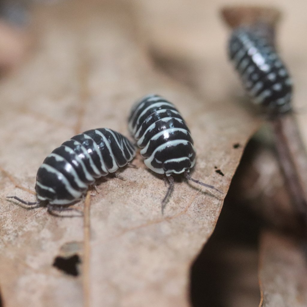 Isopods/Springtails