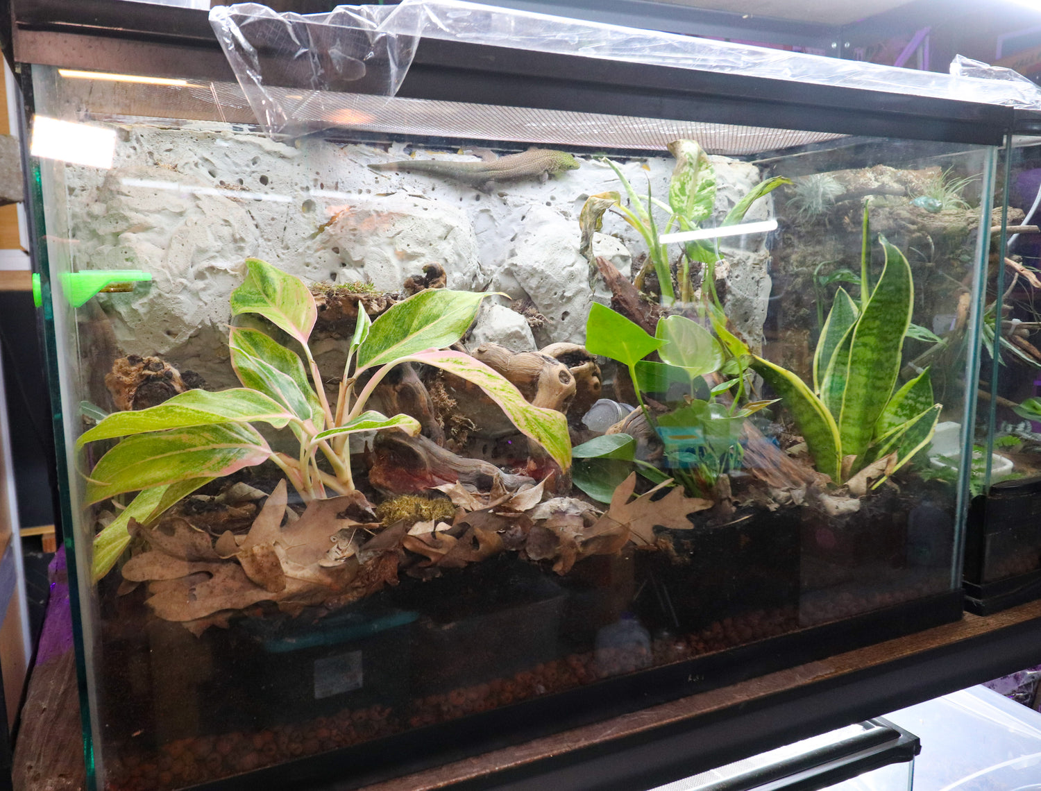 Plants For 29 Gallon