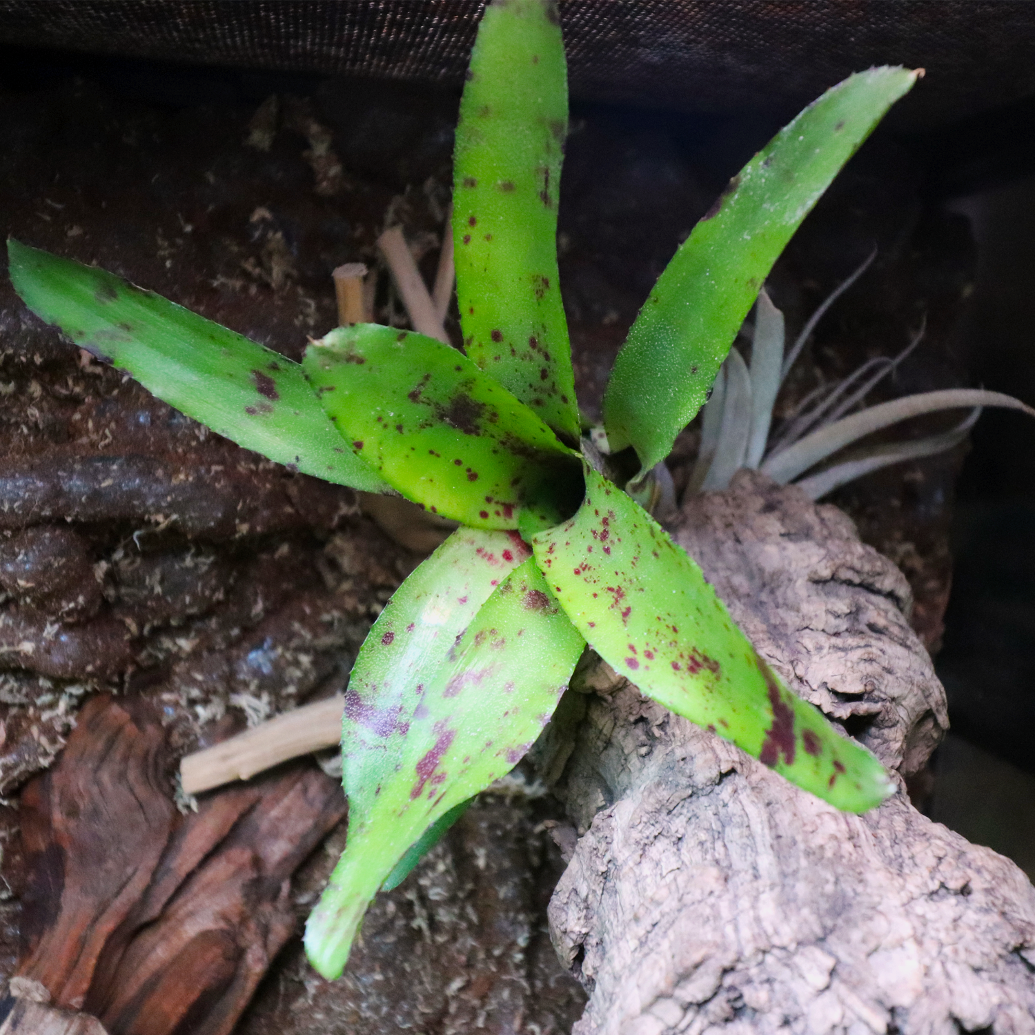 Bromeliads