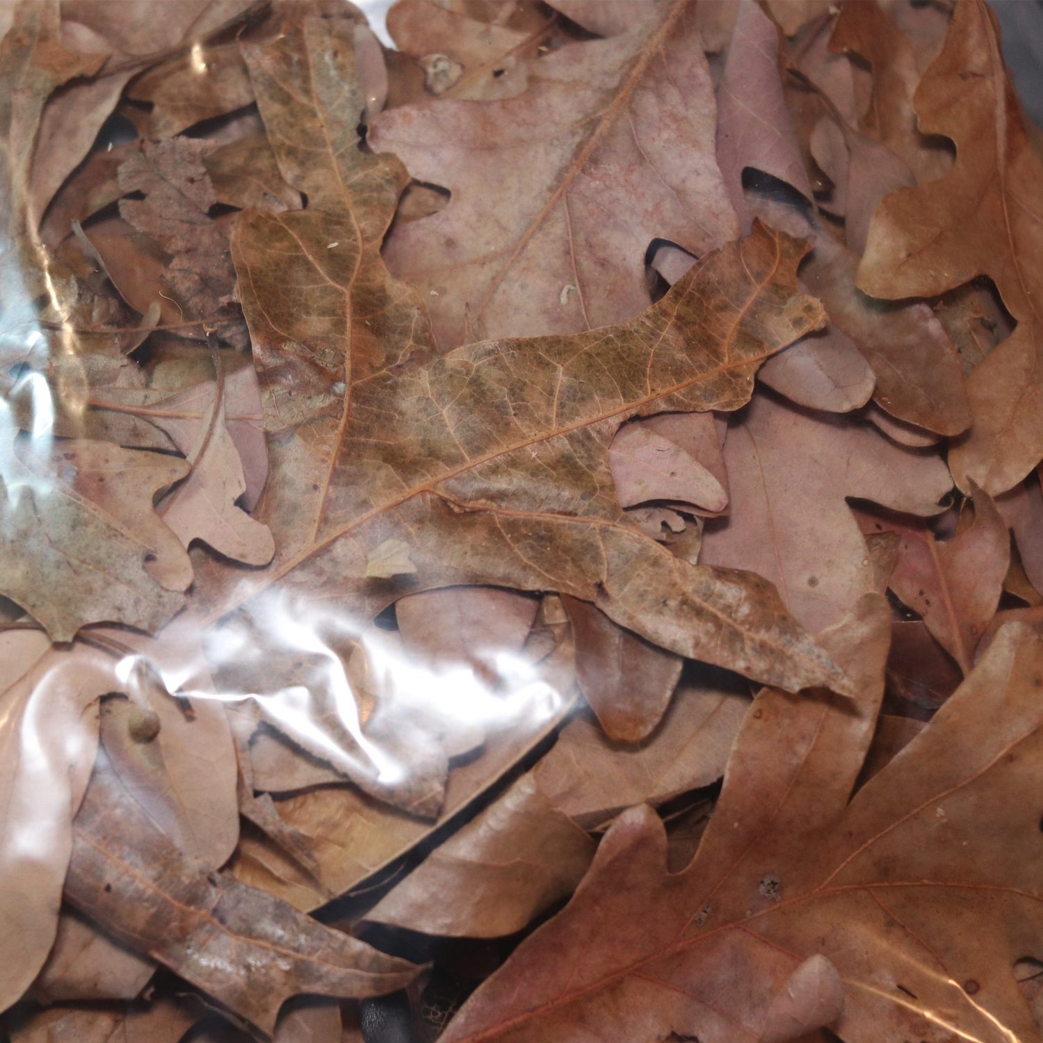 Leaf Litter