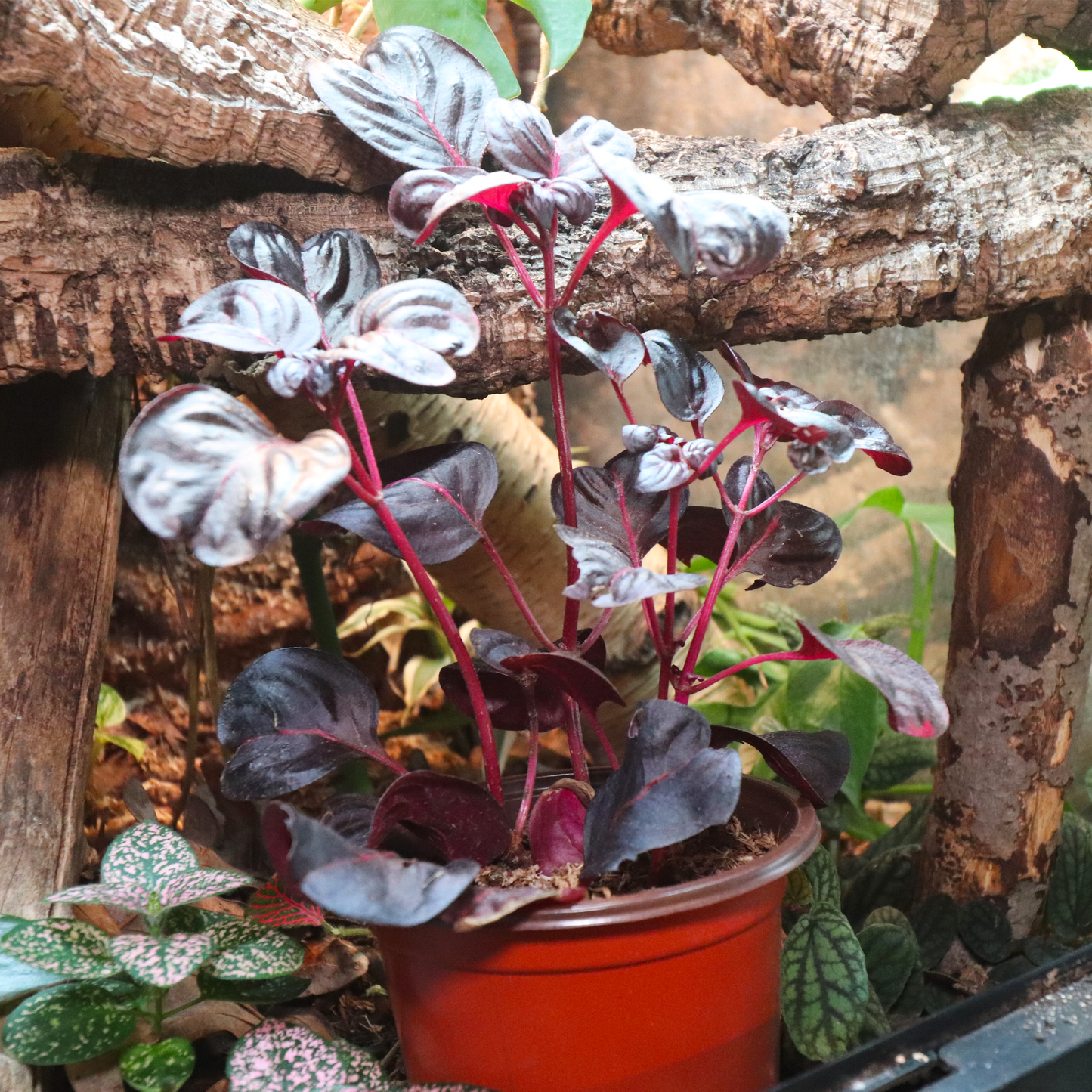 Blood Leaf Plant 4in