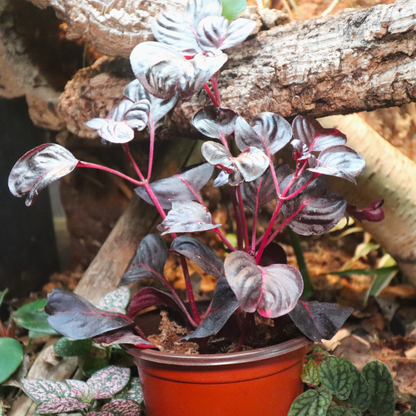 Blood Leaf Plant 4in