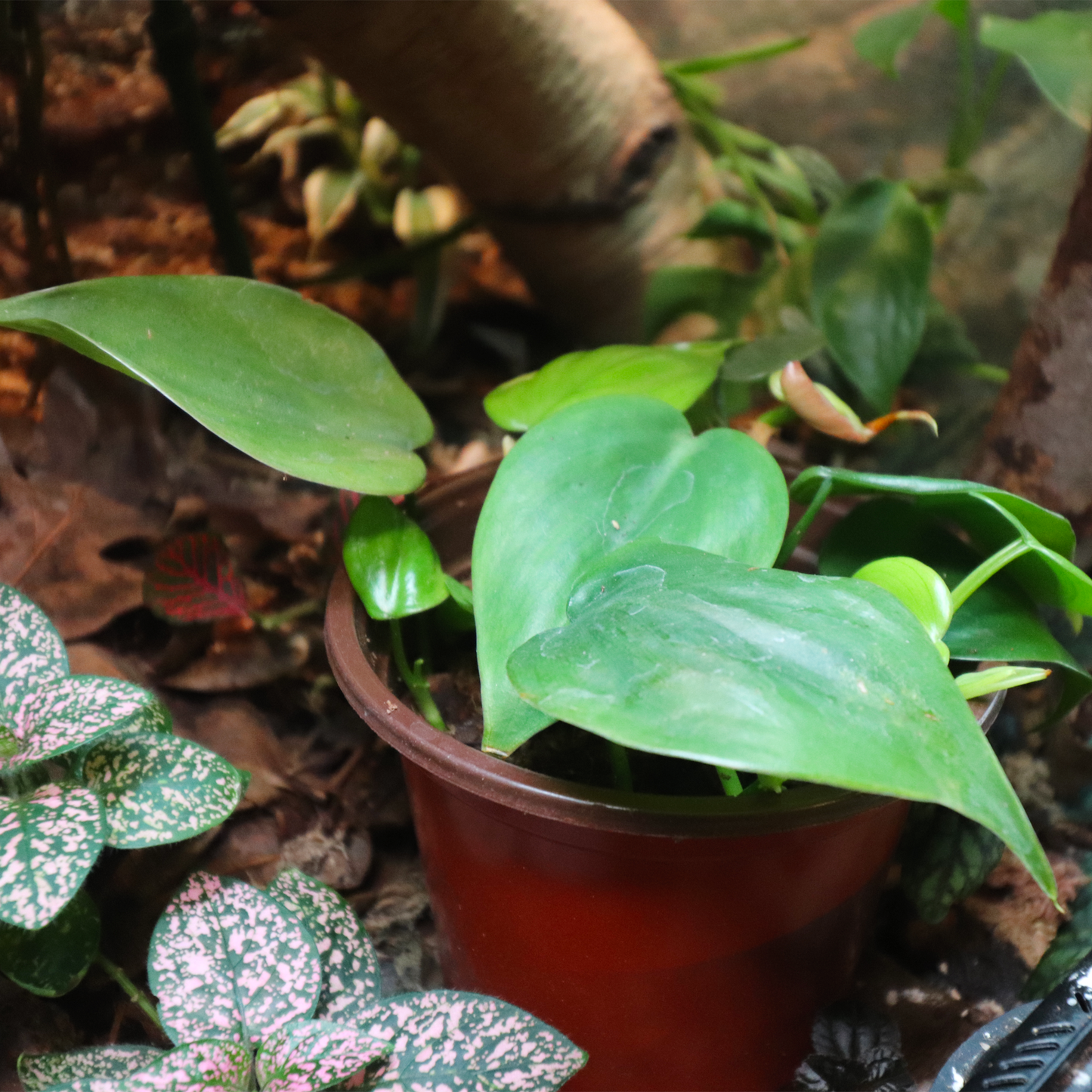 Heart Shaped Philodendron 4in