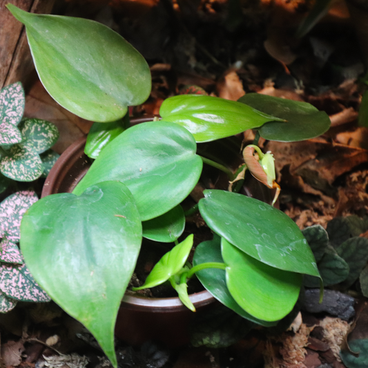 Heart Shaped Philodendron 4in