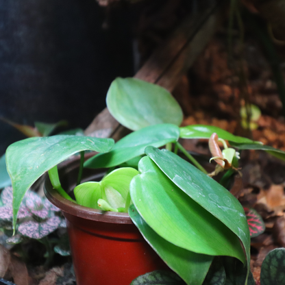 Heart Shaped Philodendron 4in