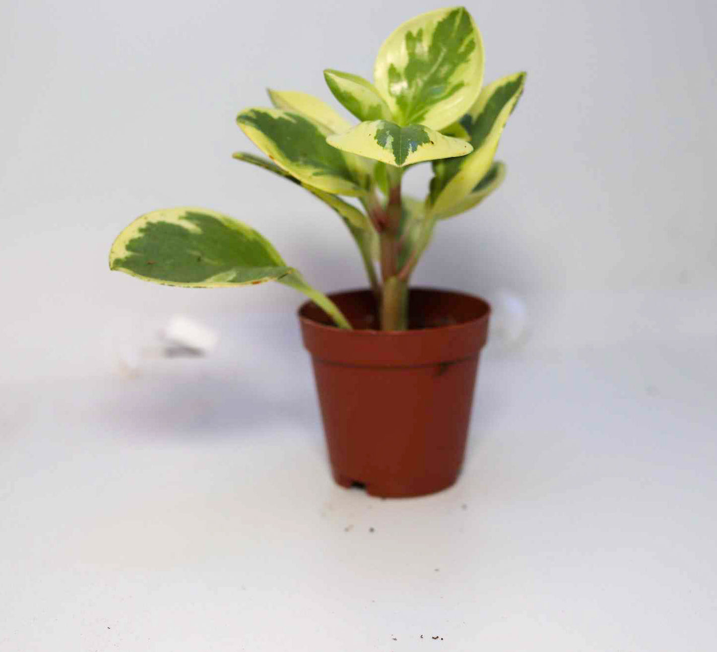 Baby Rubber Plant [Peperomia Obtusifolia]