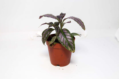 Persian Shield [Strobilanthes Dyeriana]