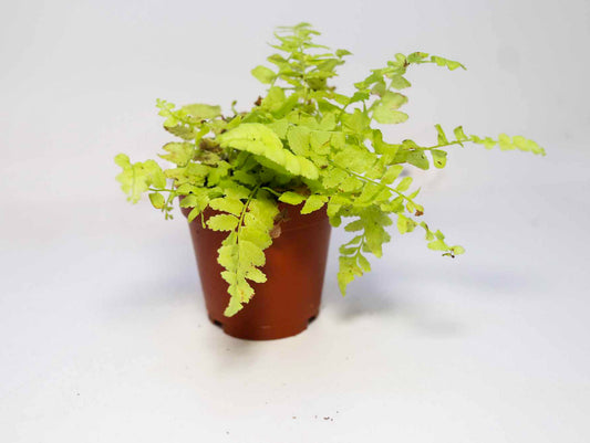 Golden Boston Fern [Nephrolepis Exaltata]