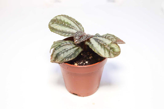 Friendship Plant [Pilea involucrata]