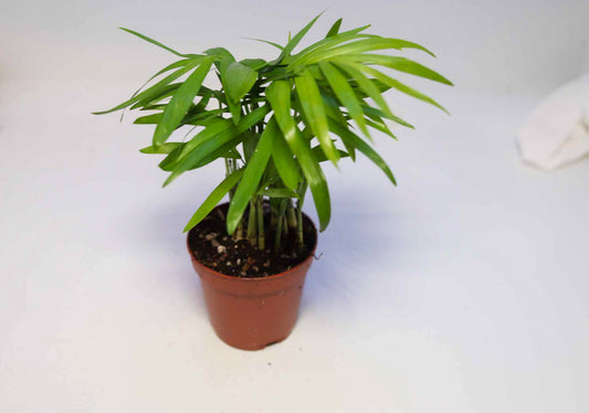 Neanthe Bella Palm [Chamaedorea Elegans]