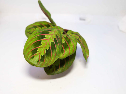 Prayer Plant [Maranta leuconeura]