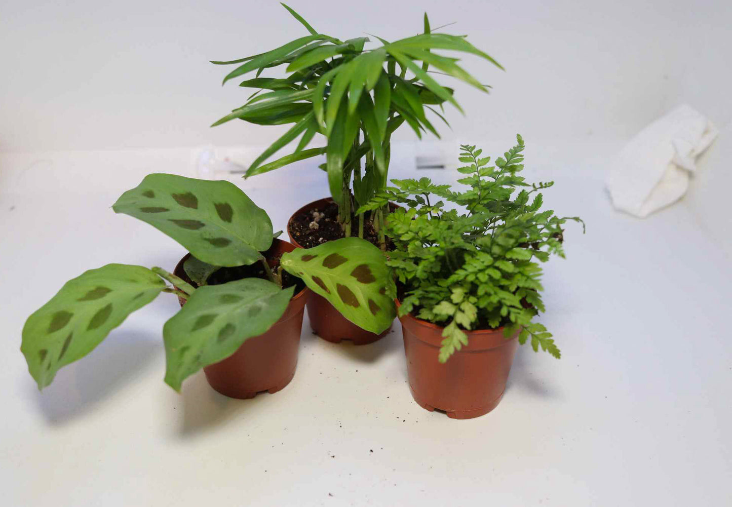 Plant Kit
