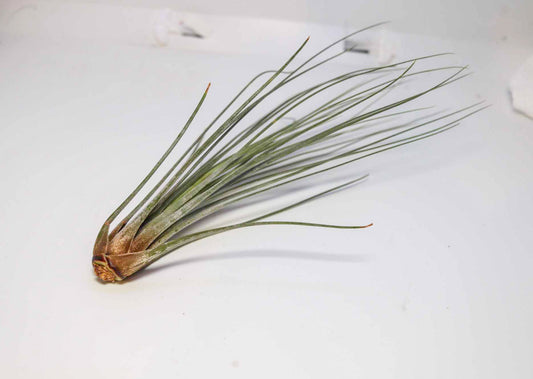 Tillandsia Juncea