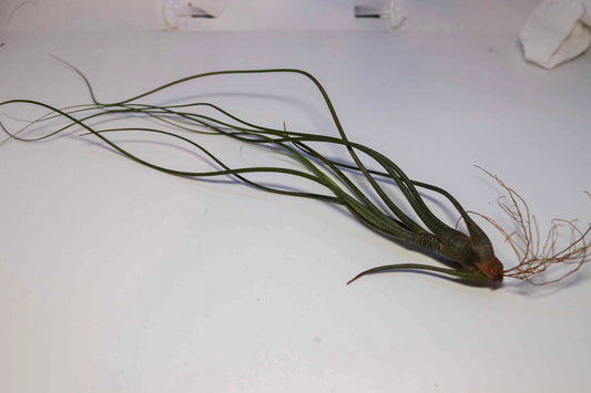 Tillandsia Butzii