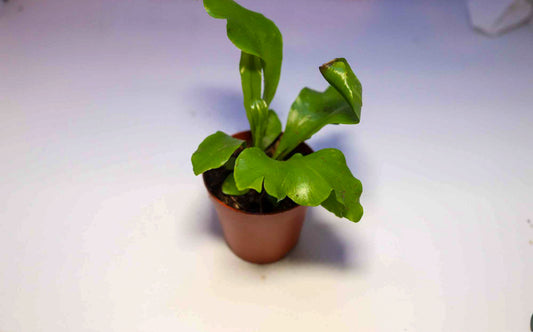 Birds Nest Fern [Asplenium Nidus]