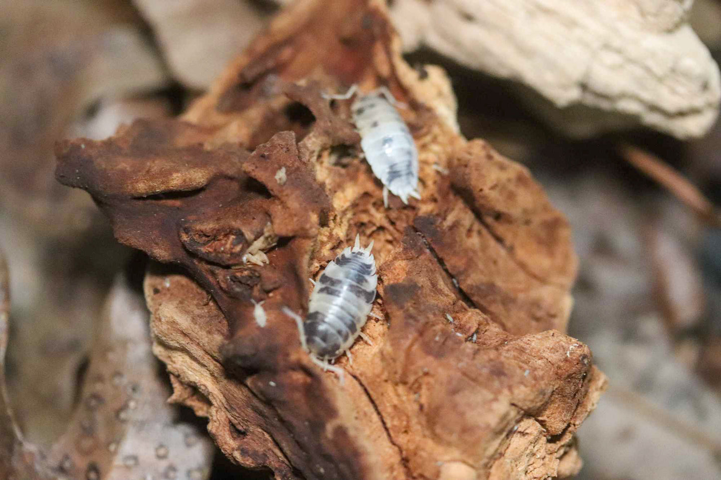 Dairy Cow Isopods [Porcellio Laevis]