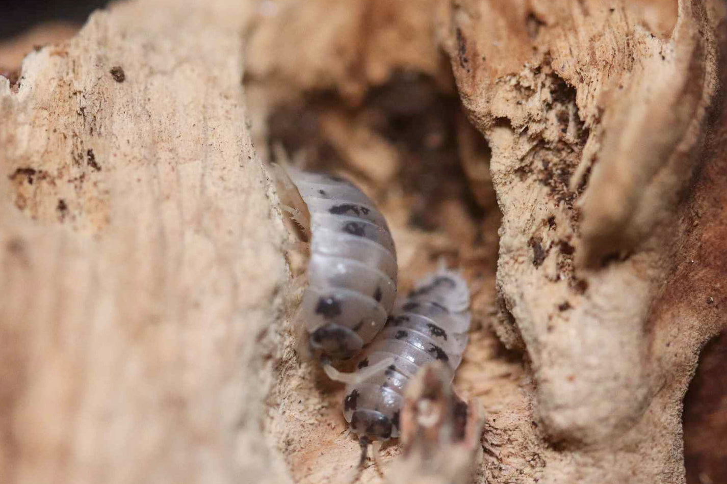 Dairy Cow Isopods [Porcellio Laevis] – Dakotah Blue Exotics