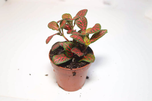 Nerve Plant [Fittonia Albivenis]