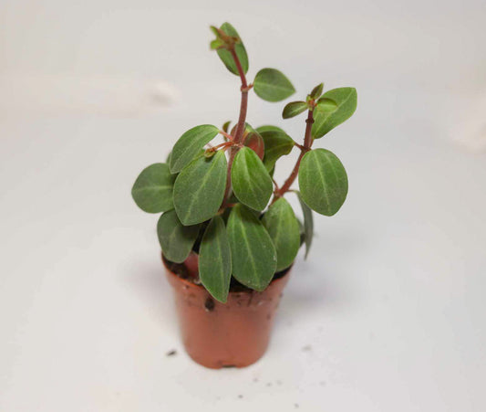 Radiator Plant [Peperomia]