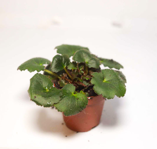 Strawberry Begonia [Saxifraga stolonifera]