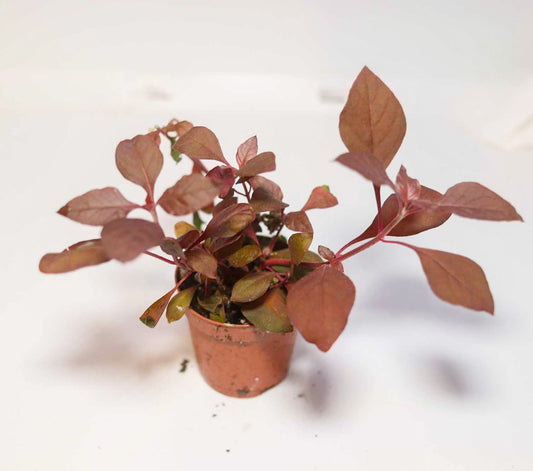 Little Maroon [Alternanthera Dentata]