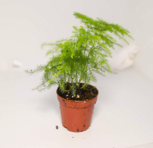 Asparagus Fern [Asparagus Setaceus]