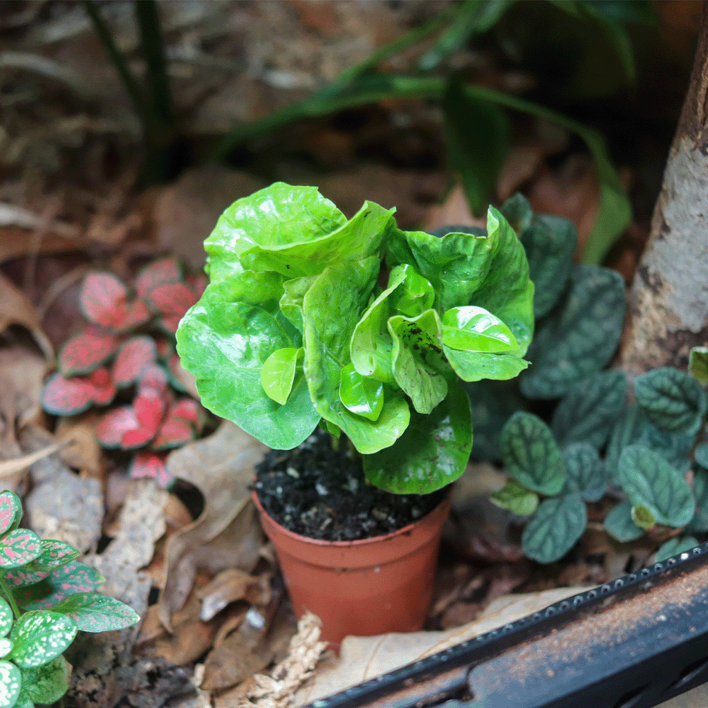 Arabica Coffee Plant [Coffea Arabica]