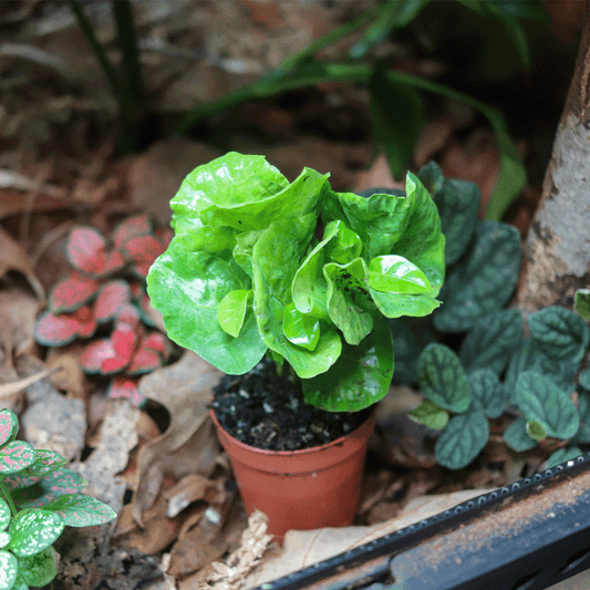 Arabica Coffee Plant [Coffea Arabica]