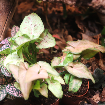 Arrowhead Plant (Syngonium podophyllum)