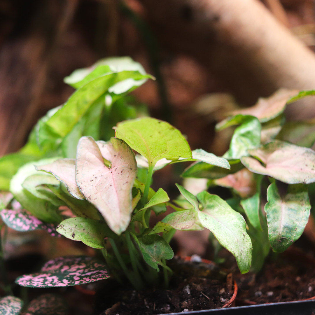 Arrowhead Plant (Syngonium podophyllum)