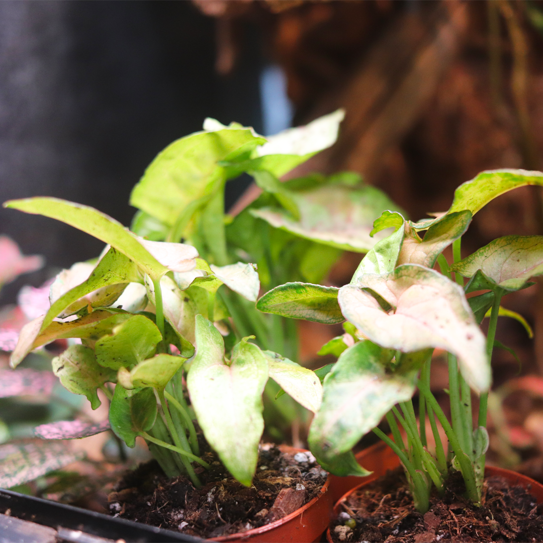 Arrowhead Plant (Syngonium podophyllum)