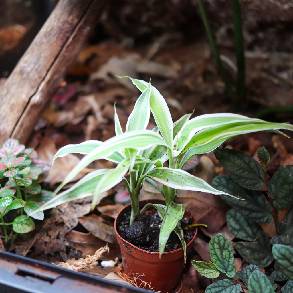 Corn Plant [Dracaena Fragrans] – Dakotah Blue Exotics