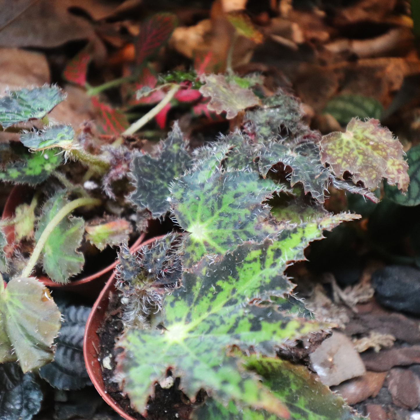 Painted Leaf Begonia