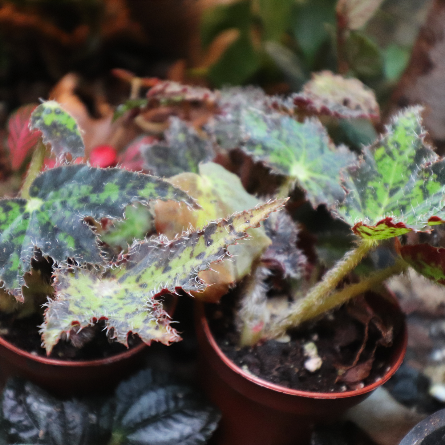 Painted Leaf Begonia