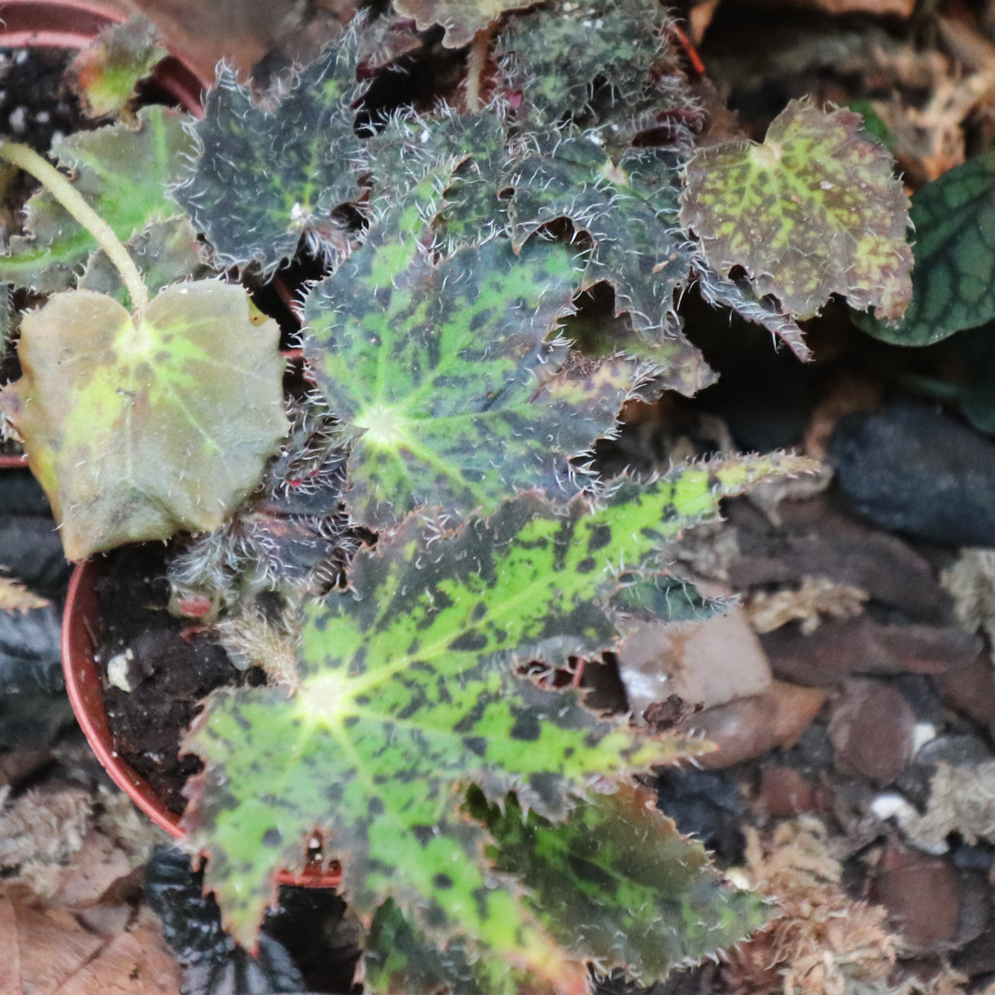 Painted Leaf Begonia