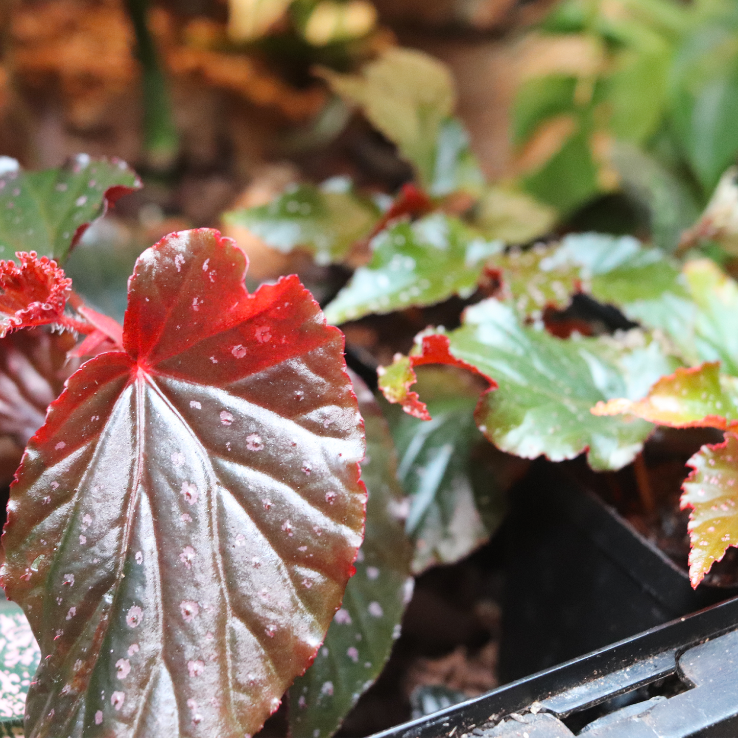 Linda Dawn Begonia