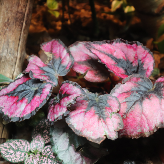 Begonia Rex