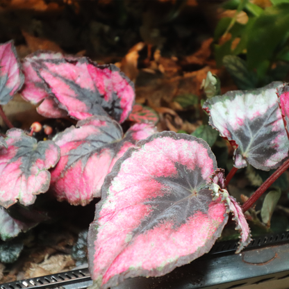 Begonia Rex